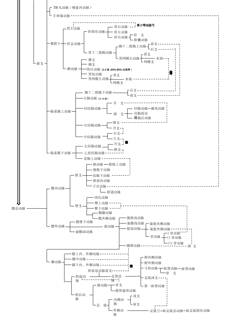 全身动脉分布示意图[共3页]_第2页