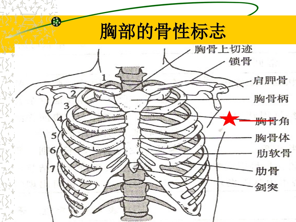 健康评估之教学PPT胸廓肺脏评估_第2页