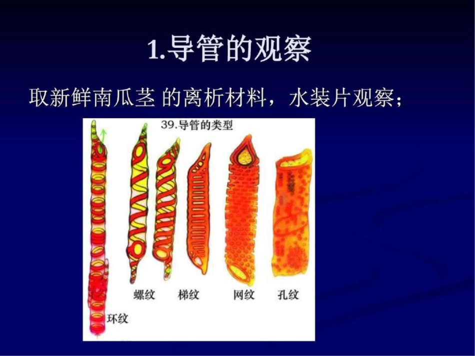 分泌组织、根的形态和显微构造特征精图文._第3页