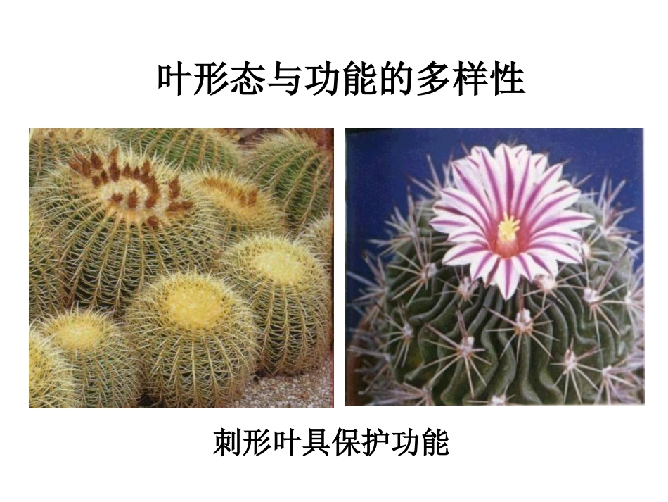 叶植物学[共70页]_第3页