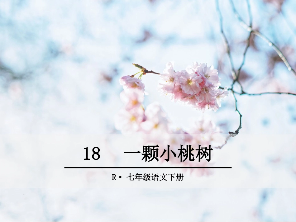 一棵小桃树ppt优秀课件_第1页