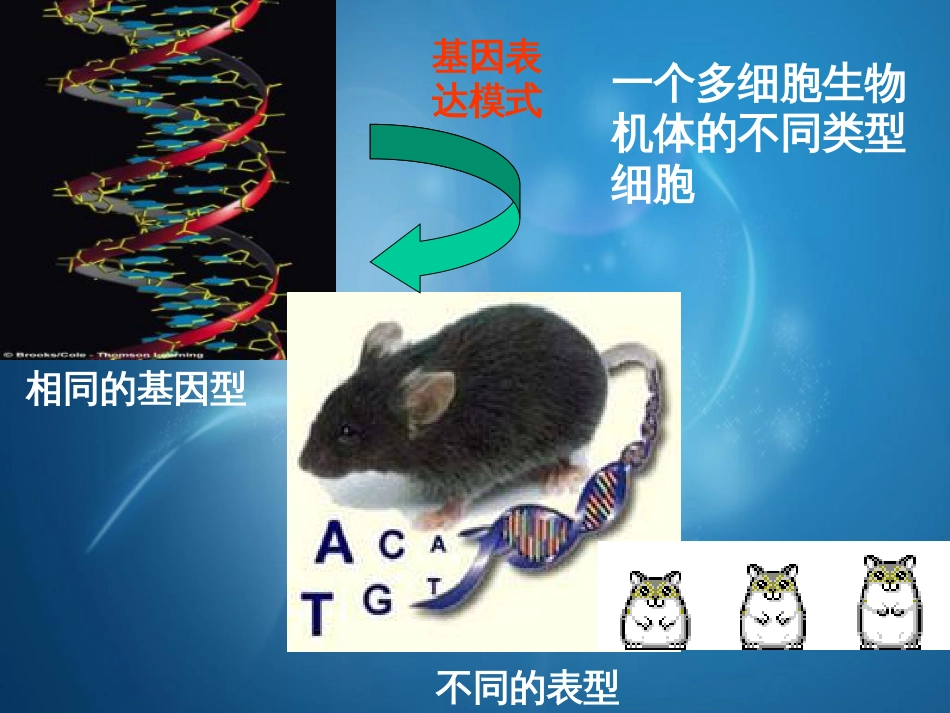 第八讲DNA甲基化与组蛋白修饰_第2页