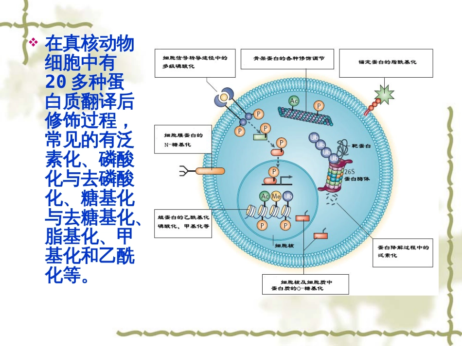 第七章蛋白质翻译后修饰与加工[共127页]_第3页