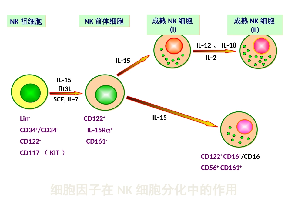 NK细胞2010下[共22页]_第3页