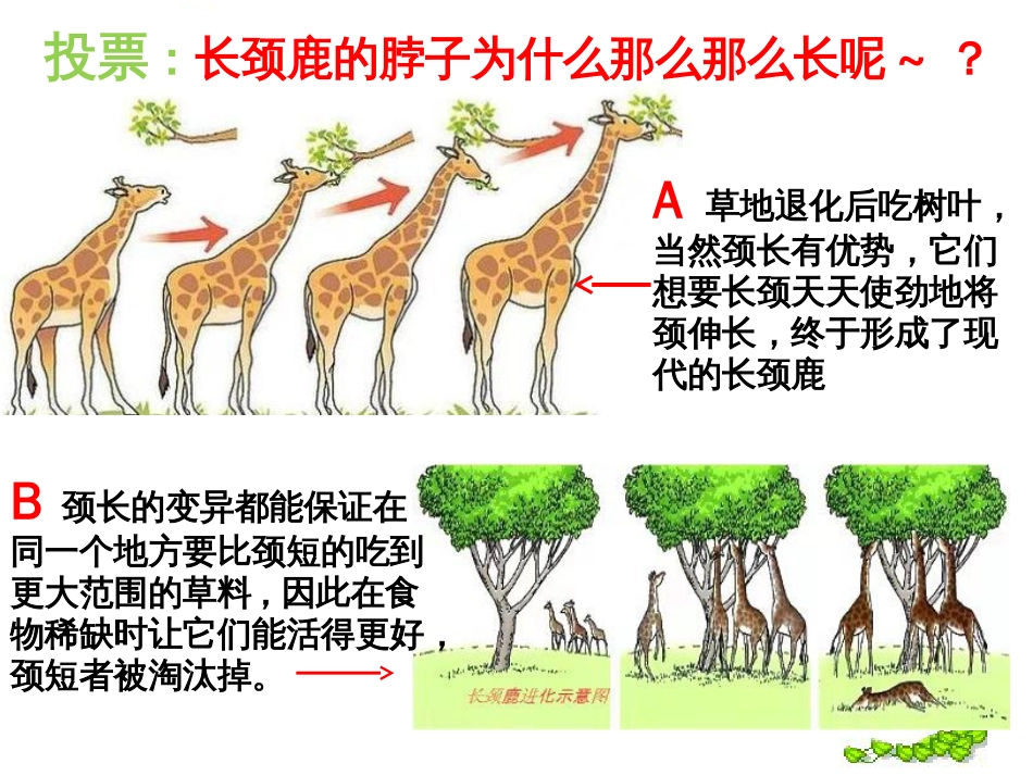 (2.6)--[8]chapter8酶工程酶工程酶工程_第3页