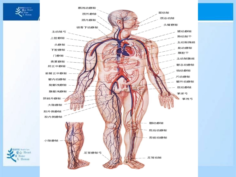 动静脉穿刺术教学[共95页]_第3页