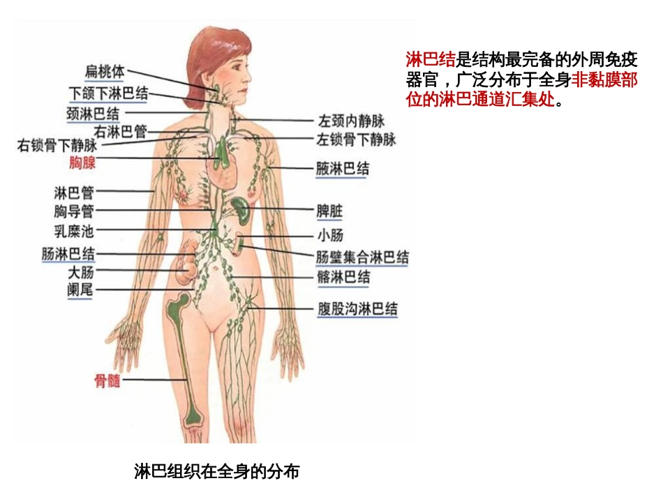 (8)--5.2 外周免疫器官和组织 PPT_第3页