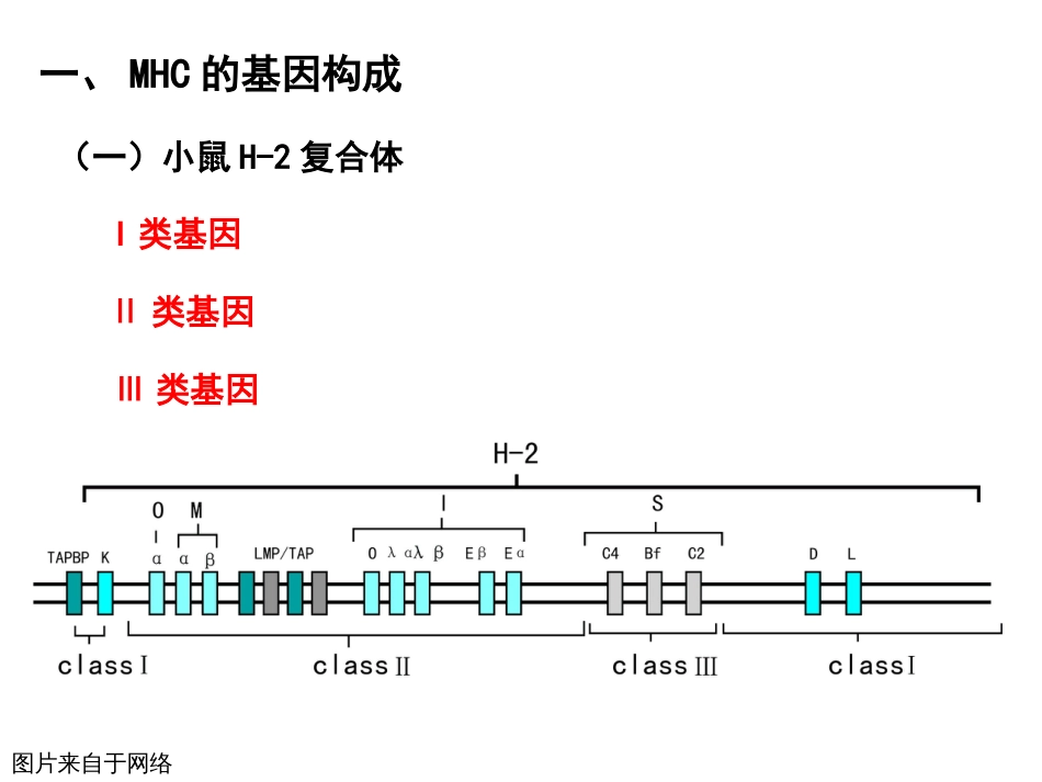 (10)--6.2 主要组织相容性抗原基因及遗传特征 PPT_第2页