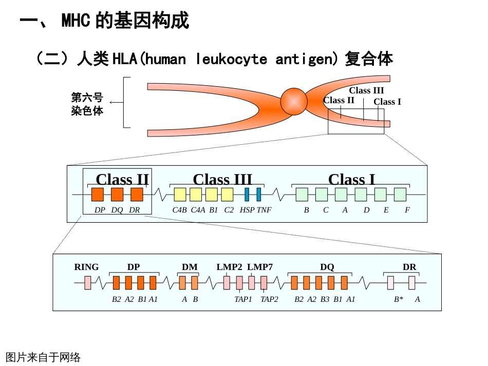 (10)--6.2 主要组织相容性抗原基因及遗传特征 PPT_第3页