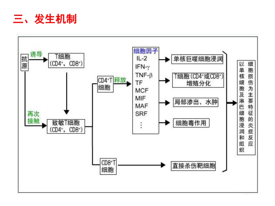 (20)--10.4 Ⅳ型超敏反应的发生机制 PPT_第3页