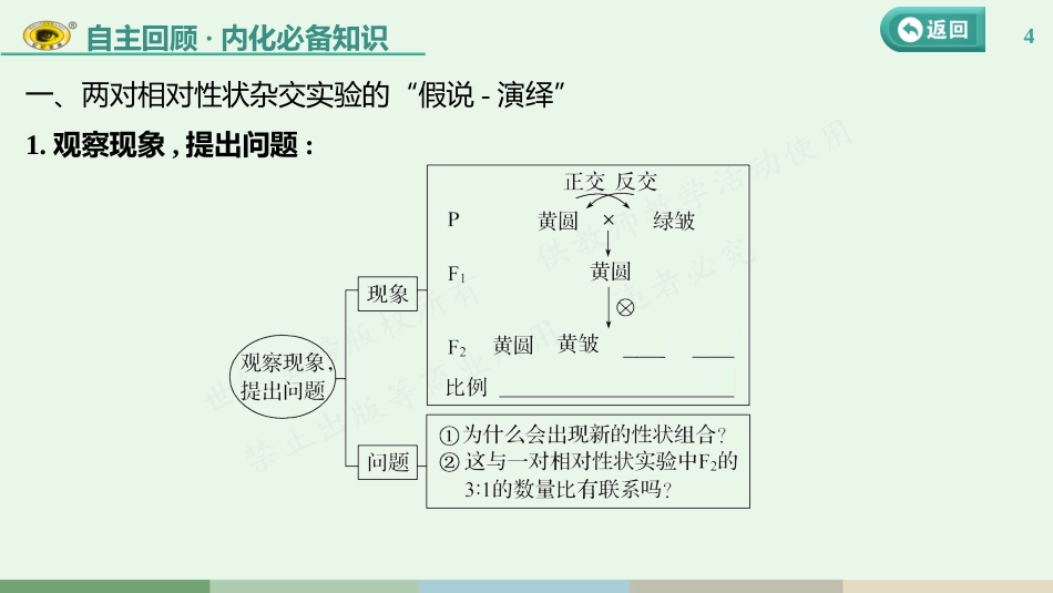 第五单元 第4课　自由组合定律的发现及应用_第3页