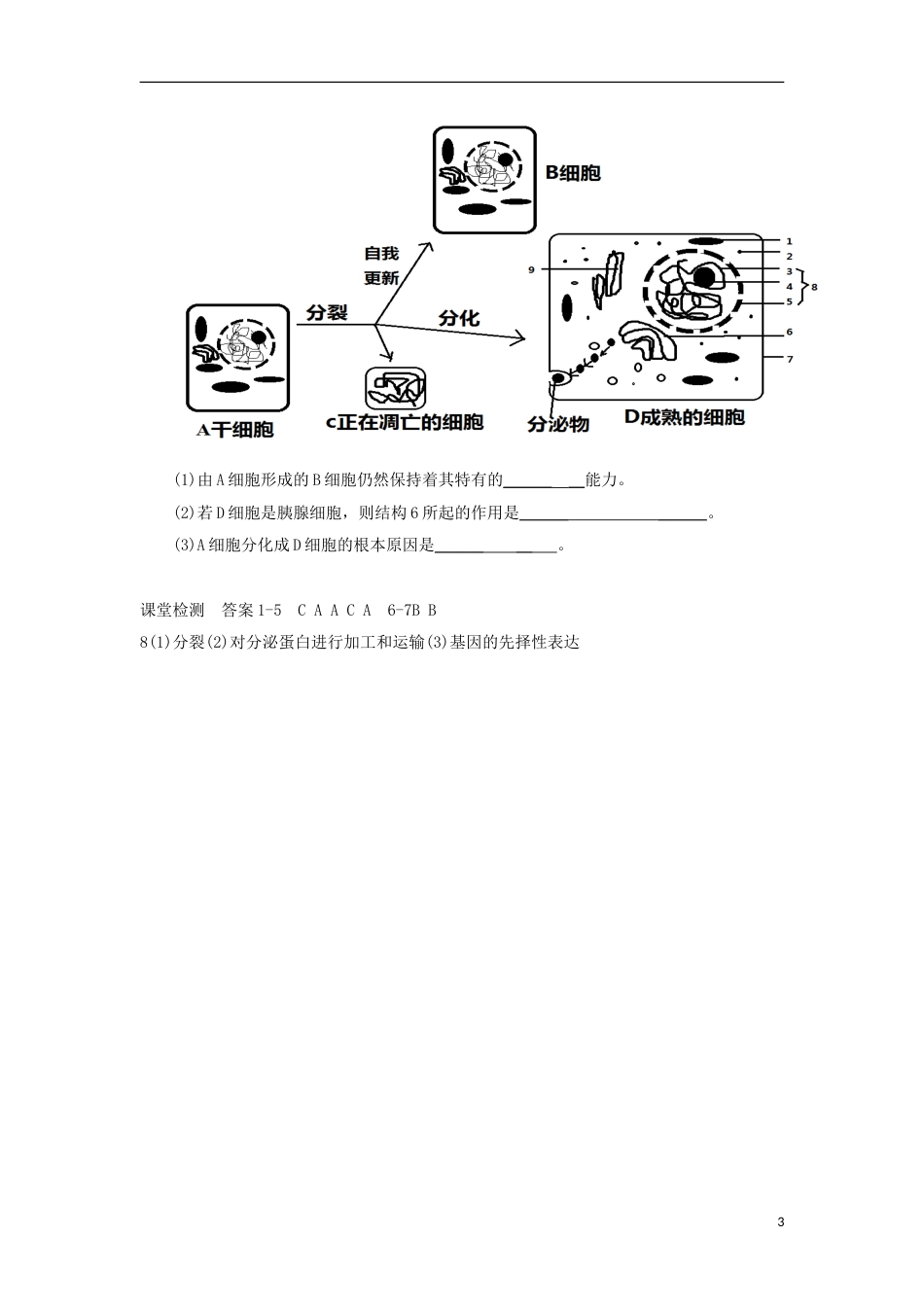 高中生物第六章细胞的生命历程细胞的分化学案新人教必修_第3页