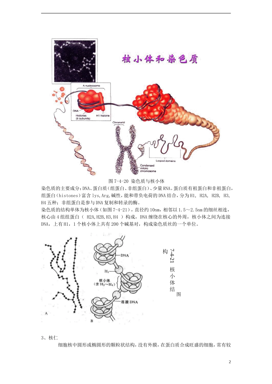 高中生物第二单元细胞的自我保障第二章细胞中的核酸第二节核酸与细胞核素材中图版必修1_第2页