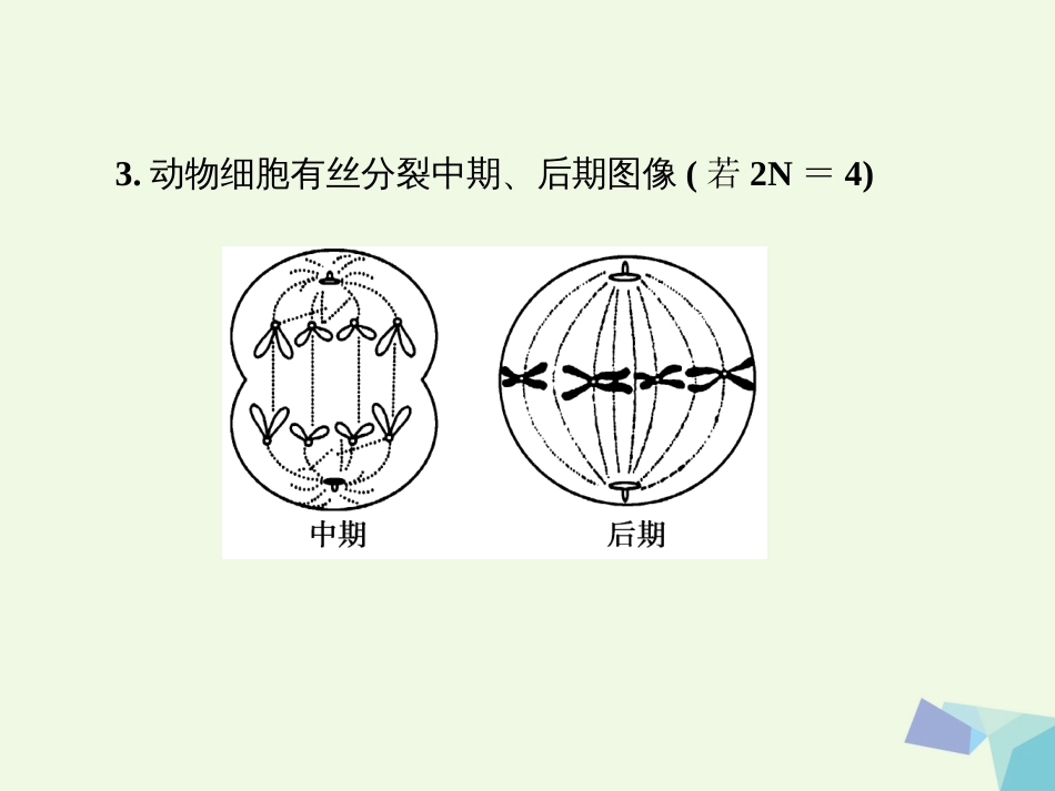 高中生物 第二章 基因和染色体的关系 第1节 减数分裂和受精作用第1课时课件 新人教版必修_第3页