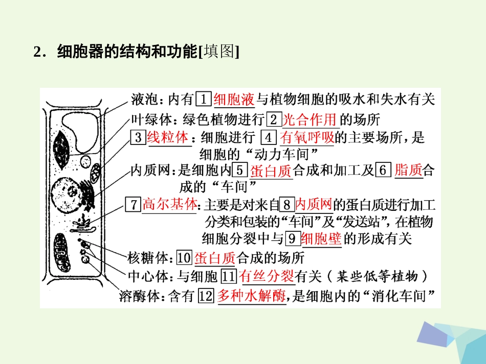 高中生物 第3章 细胞的基本结构 第节 细胞器——系统内的分工合作（第课时）细胞器之间的分工课件 新人教版必修_第3页