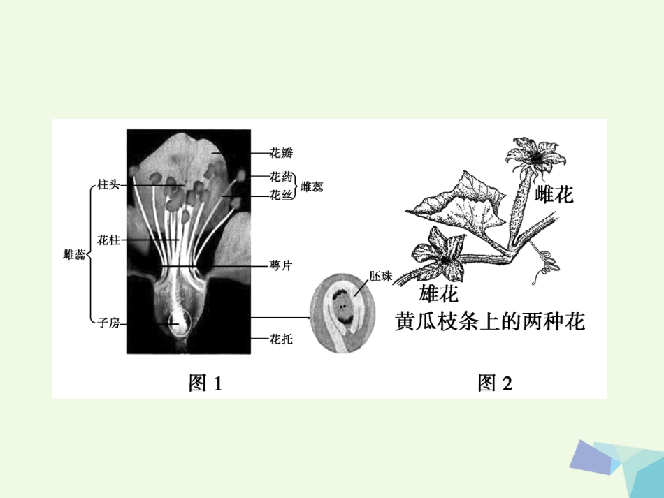 高中生物 第一章 遗传因子的发现 第1节 孟德尔的豌豆杂交实验（一）课件 新人教版必修_第3页