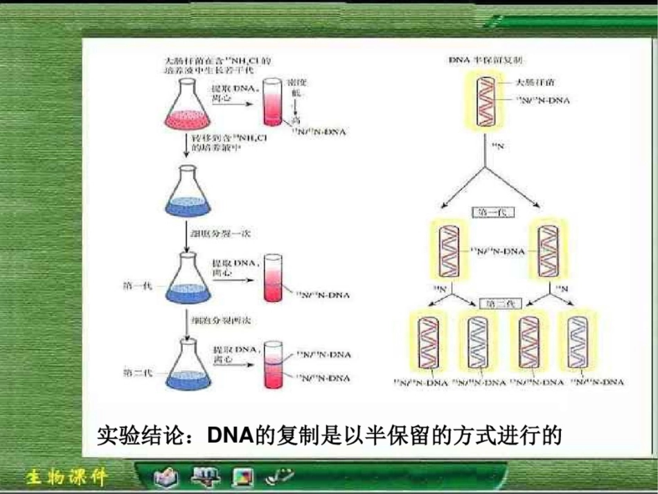 DNA分子的复制课件_第3页