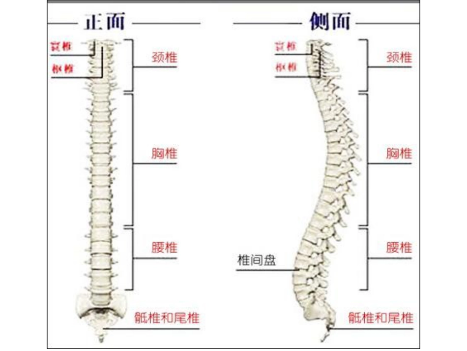 防治脊柱相关疾病[共113页]_第2页