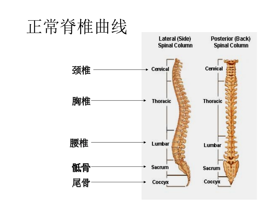 防治脊柱相关疾病[共113页]_第3页