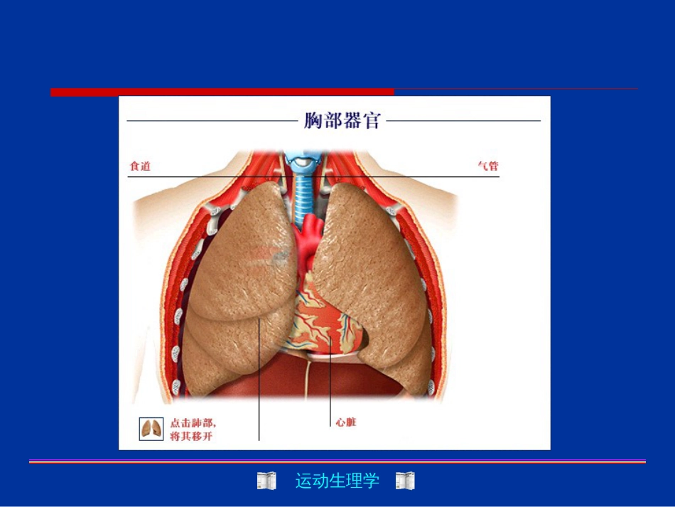 呼吸机能与运动[共39页]_第2页