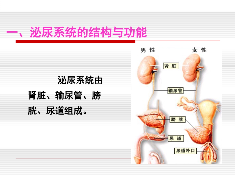 基础护理学之排尿护理[共85页]_第2页