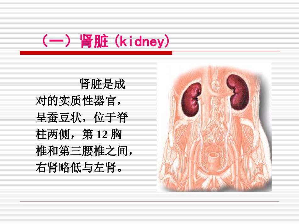 基础护理学之排尿护理[共85页]_第3页