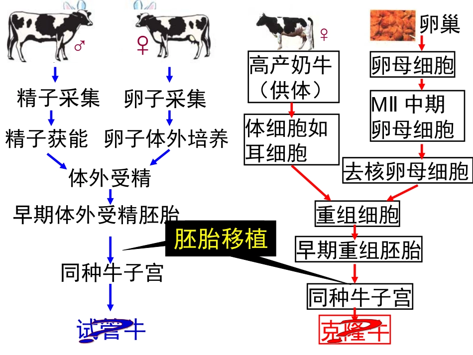 2018胚胎工程的应用及前景公开课_第2页