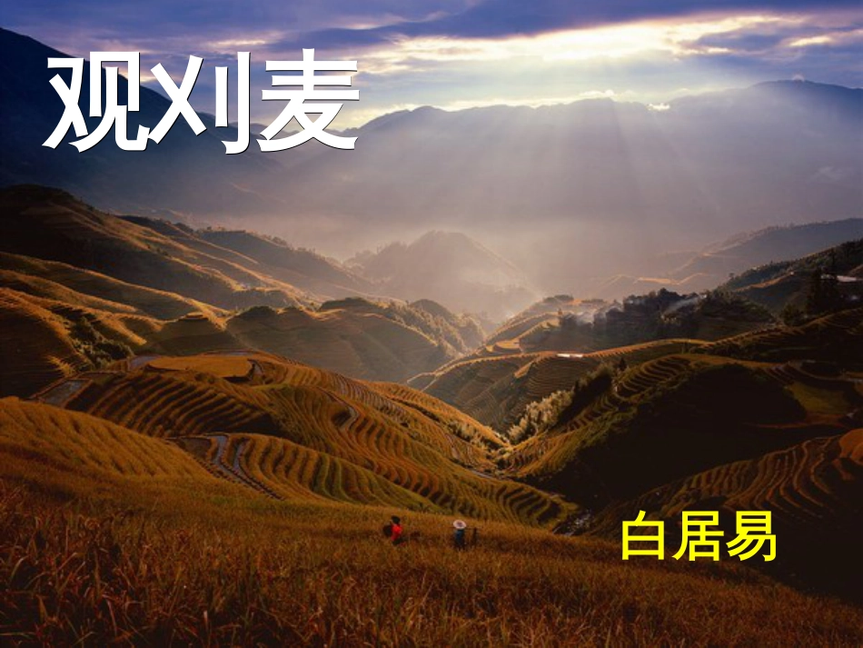 鲁教版初中语文八年级上－－观刈麦_第1页