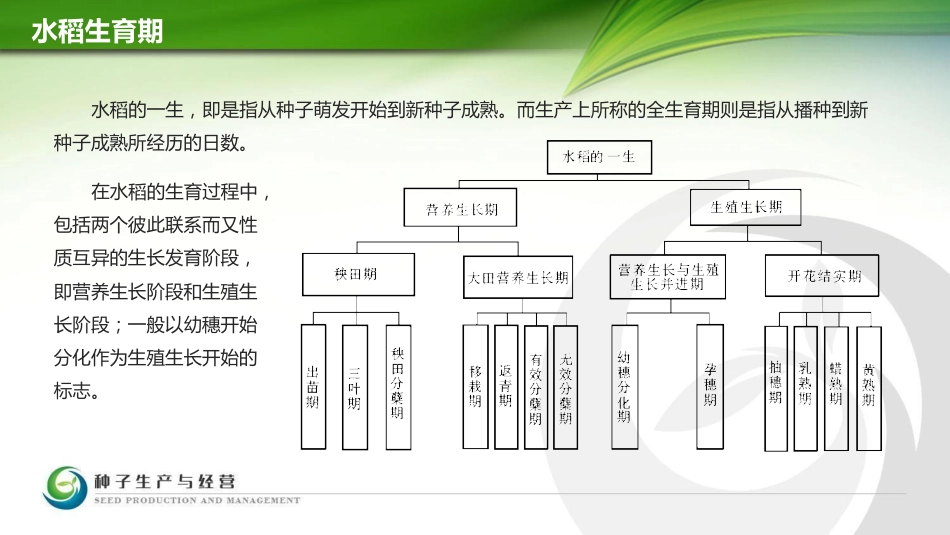 34水稻的生育期与生育时期_第3页