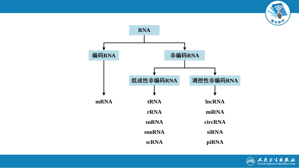 (1.1.7)--2.3第二章++第三节++RNA结构与功能_第3页