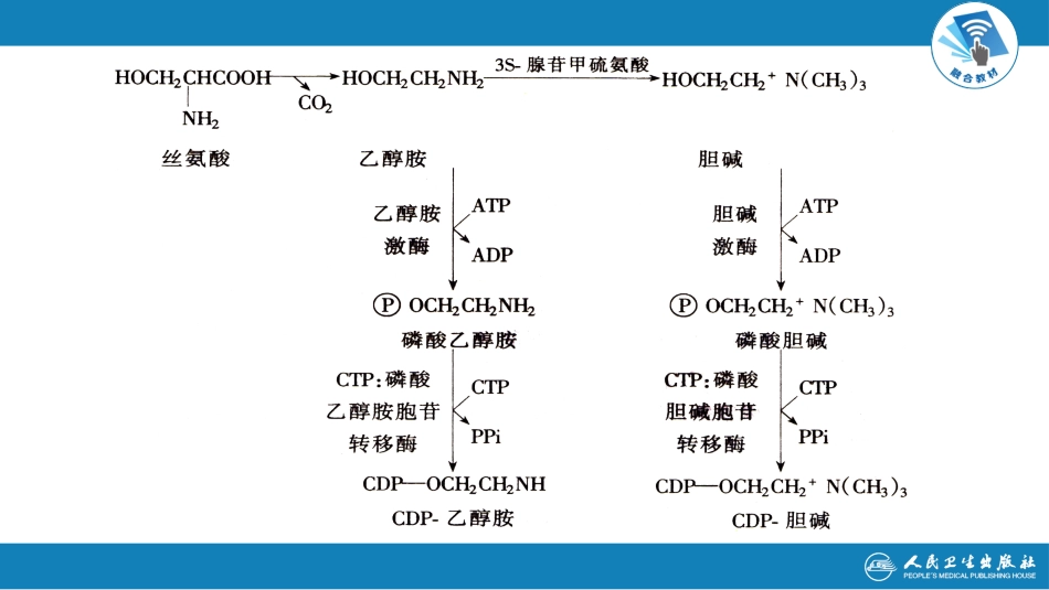 (1.1.31)--7.3第七章++脂质代谢++第四~五节_第3页