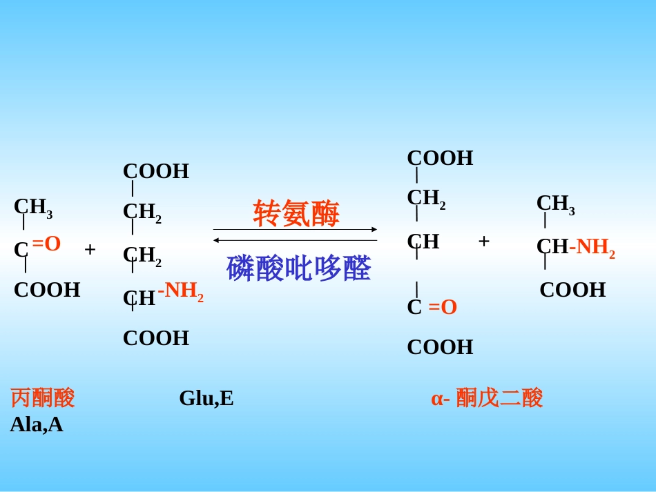 (1.4.4)--实验 氨基移换作用_第3页