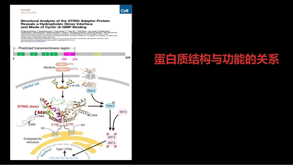 (3)--003蛋白质结构与功能的关系_第1页