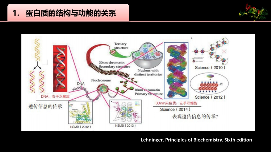 (3)--003蛋白质结构与功能的关系_第2页