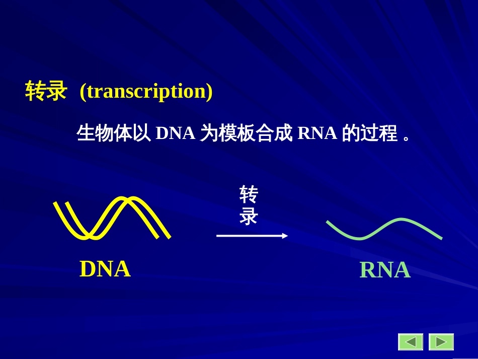 (3.11)--11第11章转录生物化学生物化学_第2页