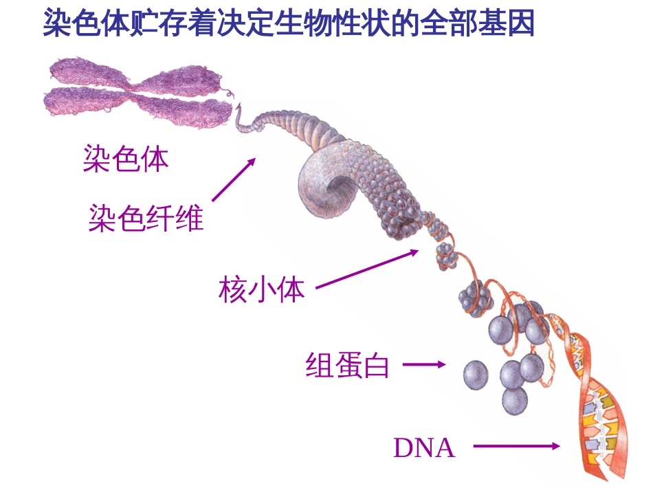 (3.13)--13第十三章 基因表达调控_第2页