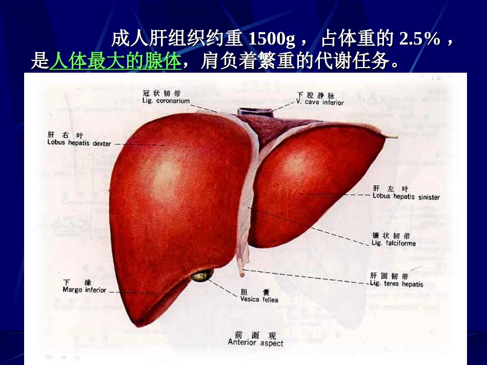 (3.16)--16第十六章 肝生物化学生物化学_第2页