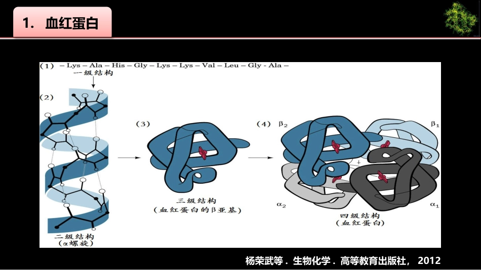 (4)--004血红蛋白结构与功能_第2页