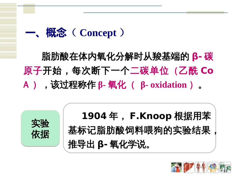 (4)--PPT：脂肪酸的β-氧化_第3页