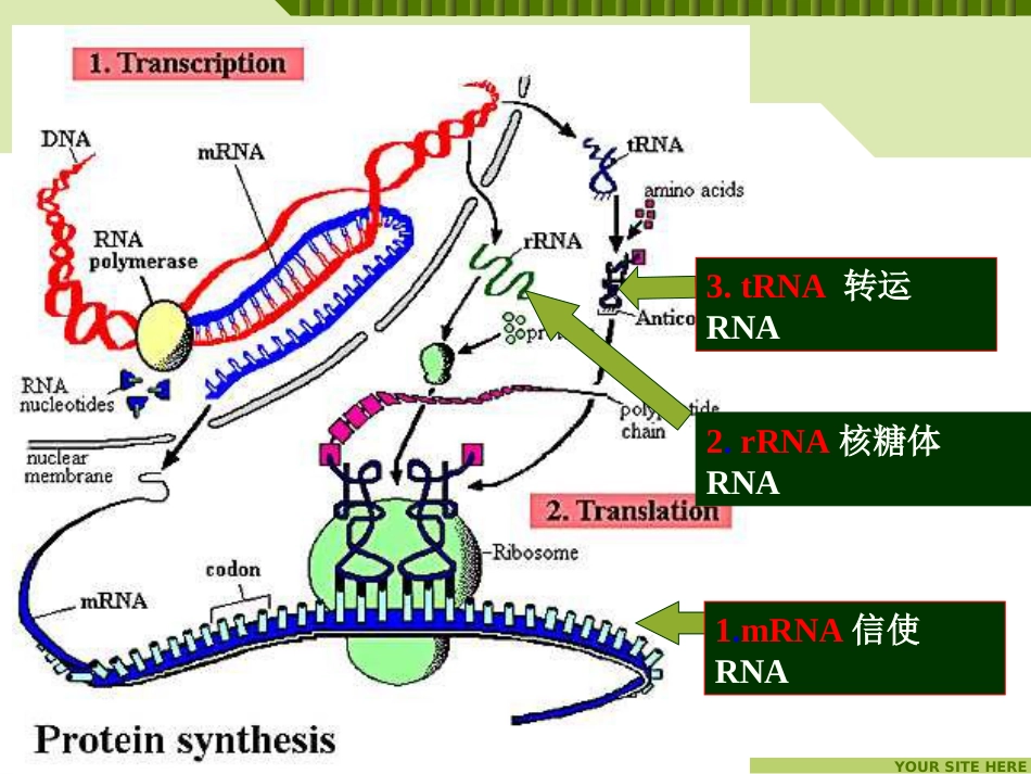 (4)--生命科学概论-元素分子功能与营养-DNA_第2页