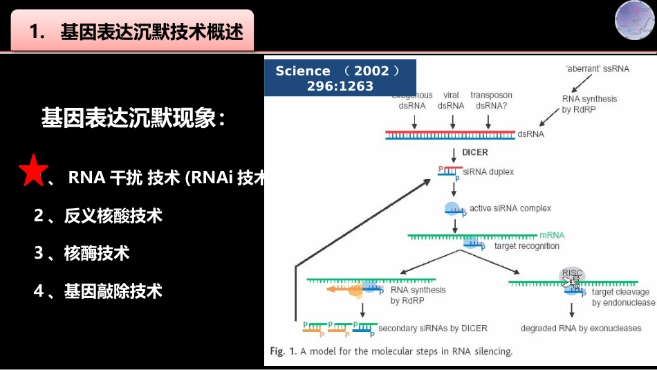 (7)--007基因表达沉默技术_第2页