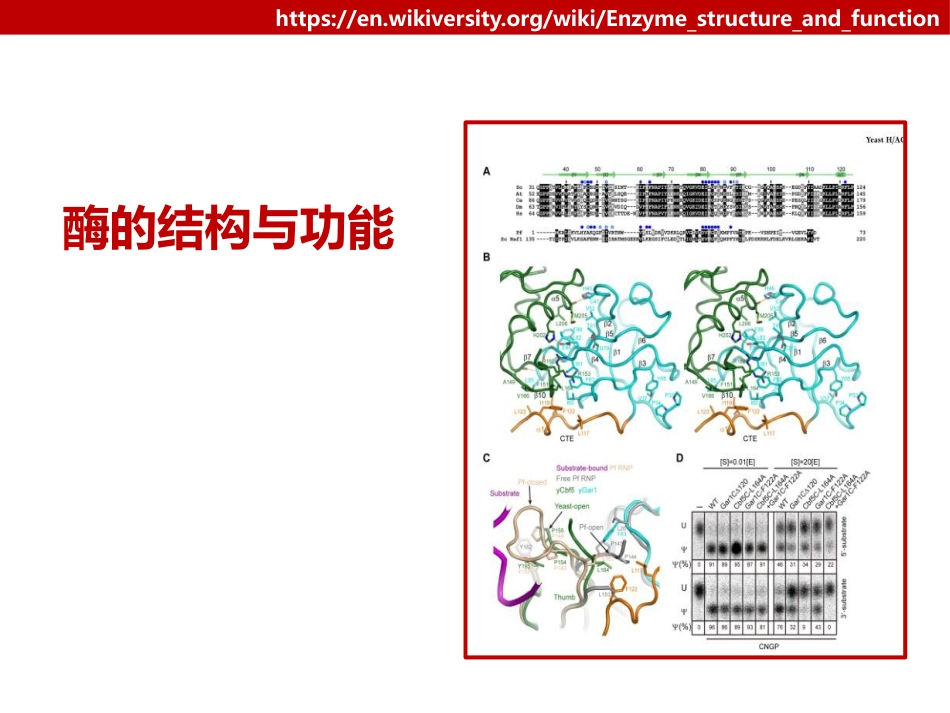 (10)--010酶的结构与功能_第1页