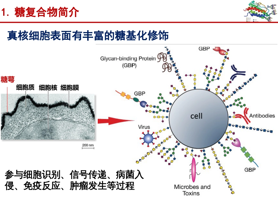 (13)--013蛋白质的N-糖基化 - 3_第3页