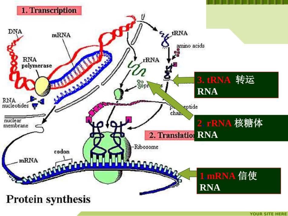 (13)--生命科学概论-元素分子功能与营养-核酸种类 - 副本_第2页