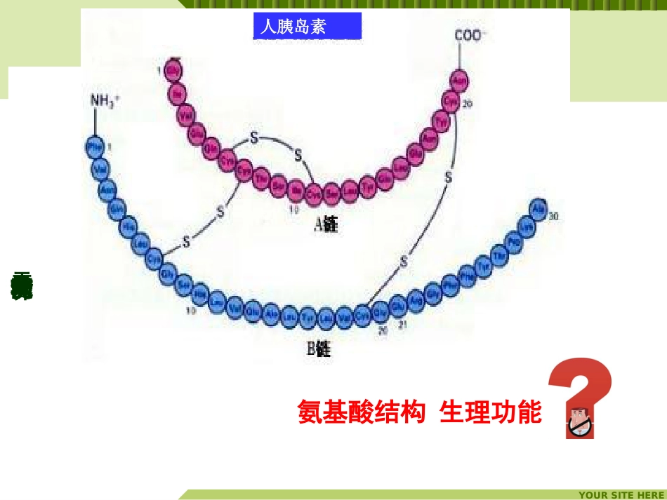 (14)--生命科学概论-元素分子功能与营养-氨基酸功能_第3页