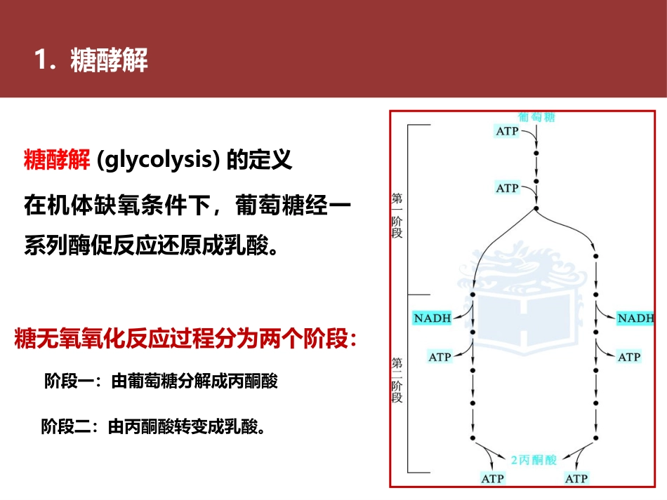 (15)--015糖酵解途径身边的生物化学_第3页