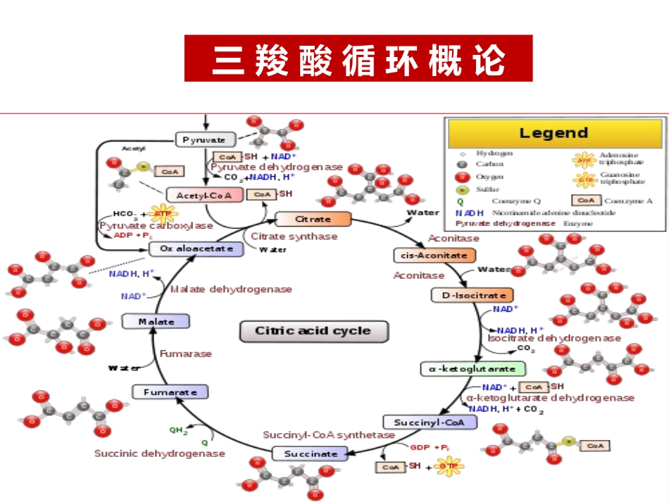 (16)--016三羧酸循环概论_第3页