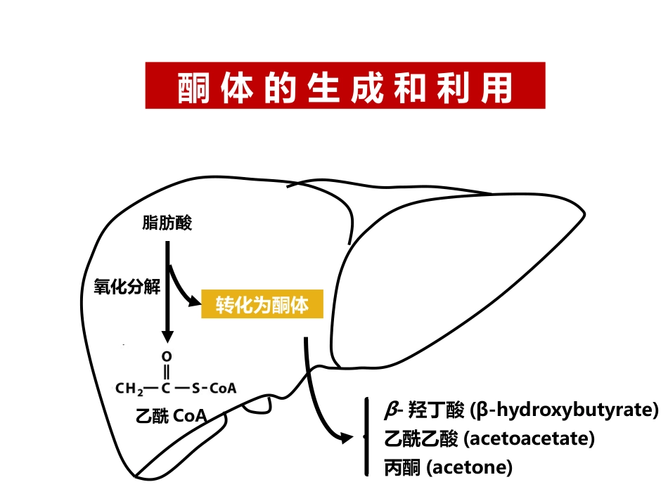 (19)--019酮体的生成和利用_第2页