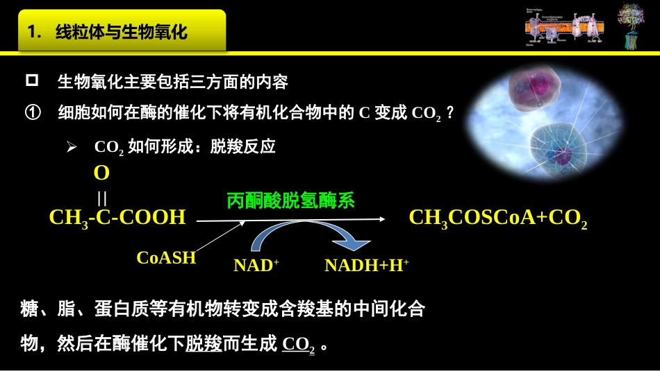 (23)--023_化学渗透假说身边的生物化学_第3页