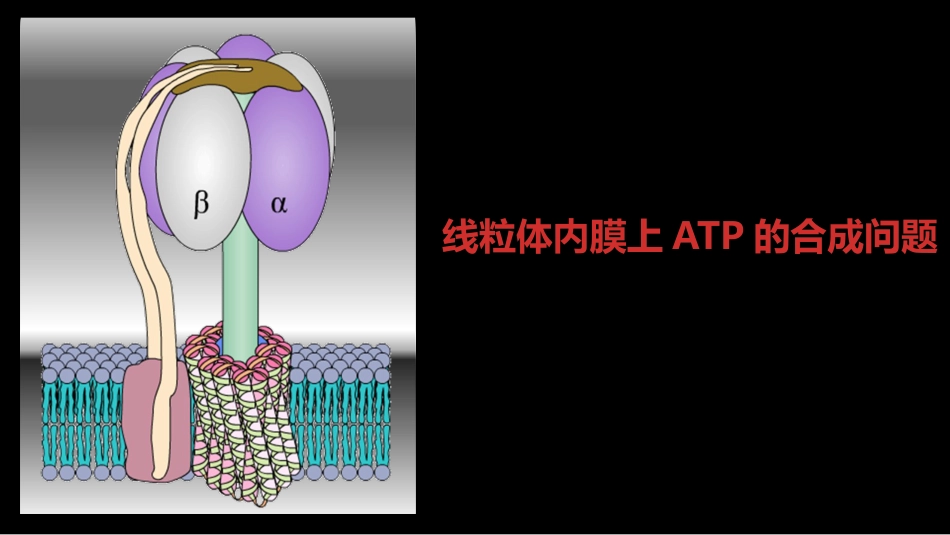 (24)--024线粒体内膜上ATP的合成问题_第3页